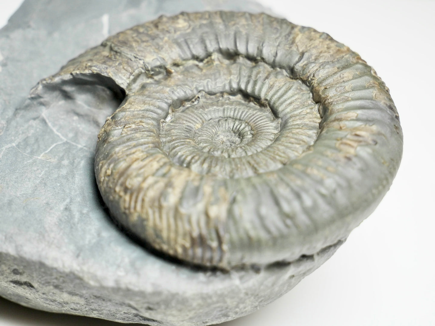 Expertly Cleaned Peronoceras Ammonite Fossil with Cut Base – Whitby Jurassic, Yorkshire Coast