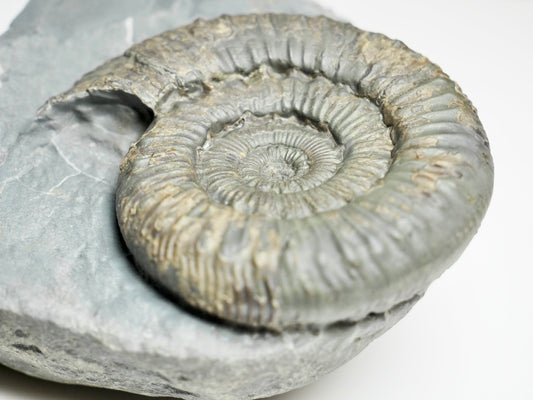 Expertly Cleaned Peronoceras Ammonite Fossil with Cut Base – Whitby Jurassic, Yorkshire Coast