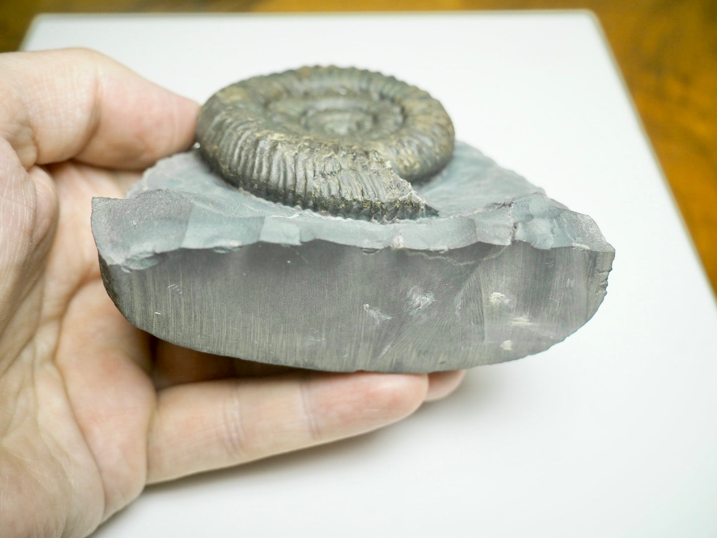 Expertly Cleaned Peronoceras Ammonite Fossil with Cut Base – Whitby Jurassic, Yorkshire Coast