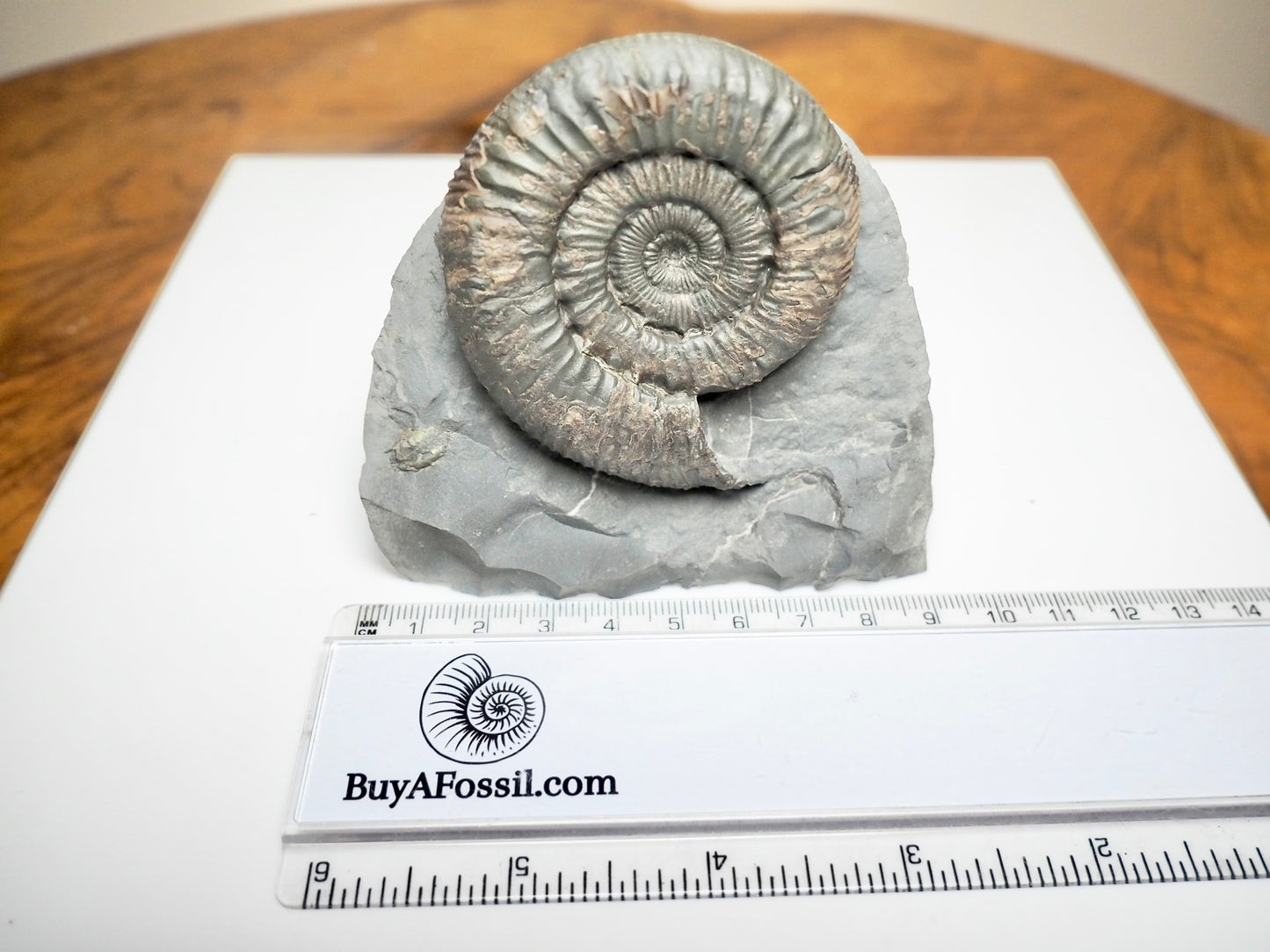 Expertly Cleaned Peronoceras Ammonite Fossil with Cut Base – Whitby Jurassic, Yorkshire Coast