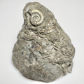 Rare Leptechioceras Ammonite Fossil – Lower Lias, Robin Hood’s Bay (Cut Base)