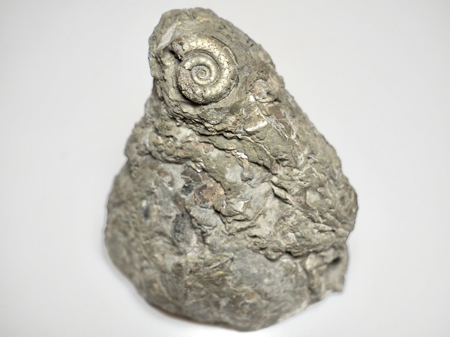 Rare Leptechioceras Ammonite Fossil – Lower Lias, Robin Hood’s Bay (Cut Base)