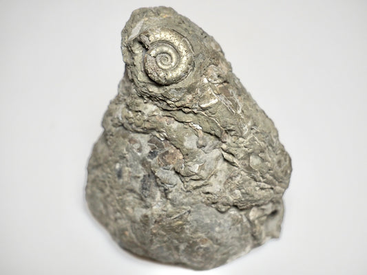 Rare Leptechioceras Ammonite Fossil – Lower Lias, Robin Hood’s Bay (Cut Base)