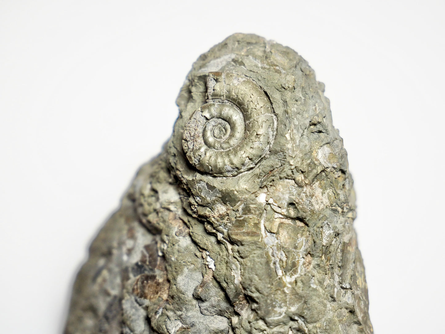 Rare Leptechioceras Ammonite Fossil – Lower Lias, Robin Hood’s Bay (Cut Base)