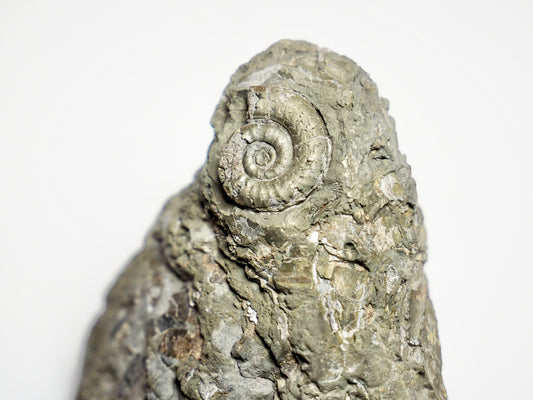 Rare Leptechioceras Ammonite Fossil – Lower Lias, Robin Hood’s Bay (Cut Base)