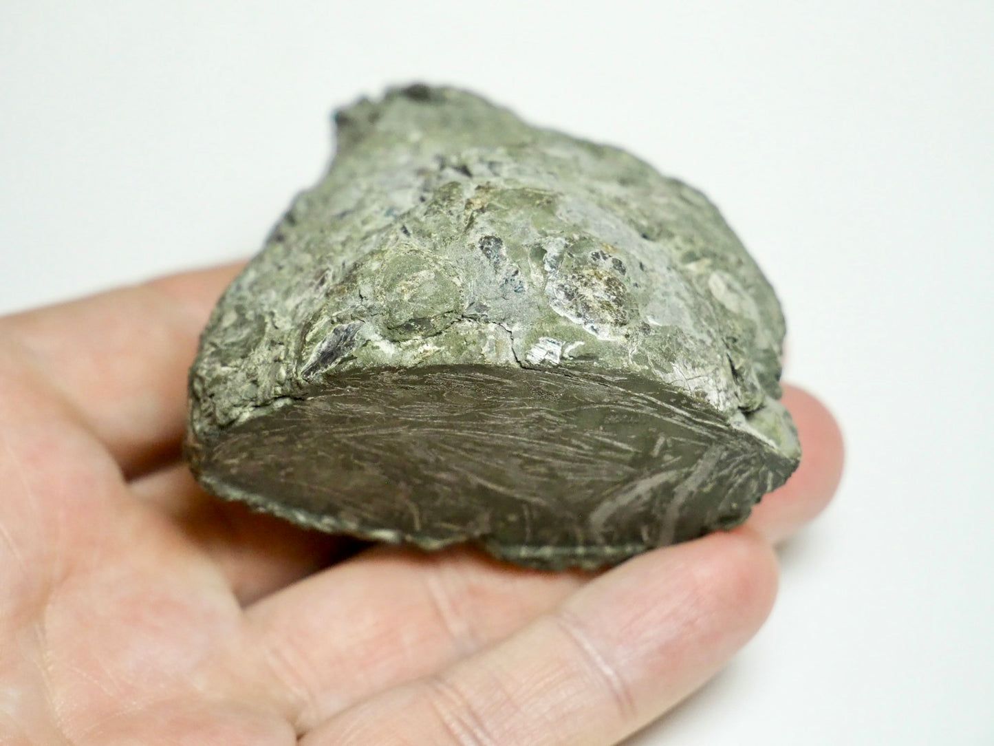 Rare Leptechioceras Ammonite Fossil – Lower Lias, Robin Hood’s Bay (Cut Base)