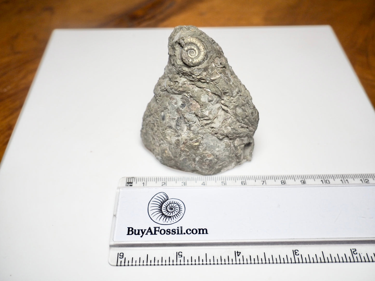 Rare Leptechioceras Ammonite Fossil – Lower Lias, Robin Hood’s Bay (Cut Base)