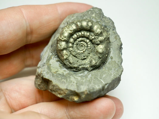 Rare Bifericeras bifer Ammonite Fossil – Lower Lias, Robin Hood’s Bay Jurassic