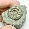 Rare Bifericeras bifer Ammonite Fossil – Lower Lias, Robin Hood’s Bay Jurassic