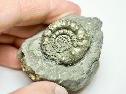 Rare Bifericeras bifer Ammonite Fossil – Lower Lias, Robin Hood’s Bay Jurassic