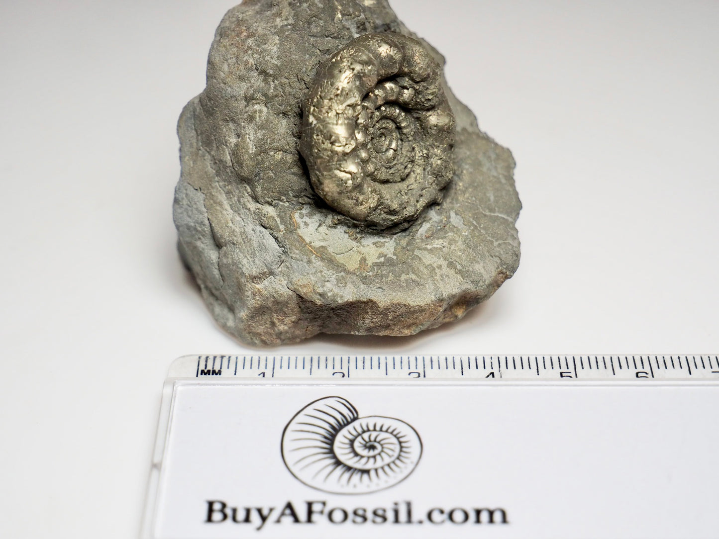 Rare Bifericeras bifer Ammonite Fossil – Lower Lias, Robin Hood’s Bay Jurassic