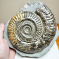 Large Hildoceras Ammonite Fossil – 6” Whitby Yorkshire Coast Jurassic
