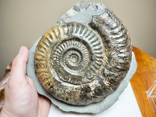 Large Hildoceras Ammonite Fossil – 6” Whitby Yorkshire Coast Jurassic