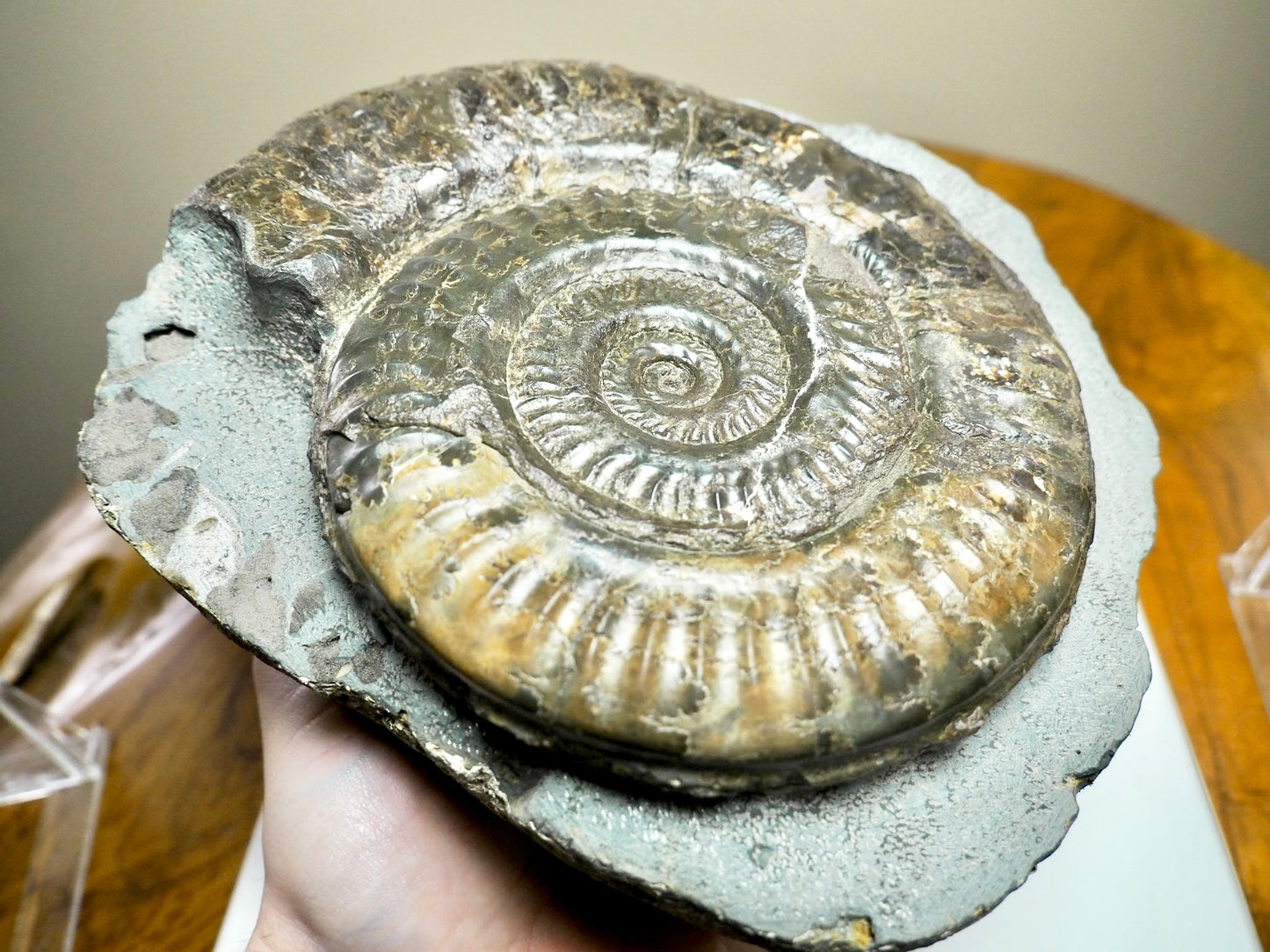 Large Hildoceras Ammonite Fossil – 6” Whitby Yorkshire Coast Jurassic