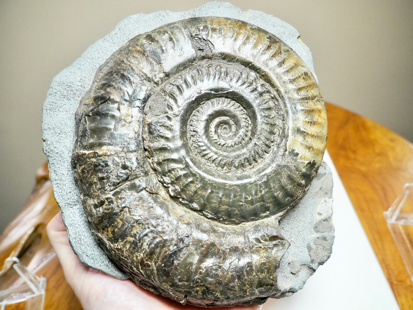 Large Hildoceras Ammonite Fossil – 6” Whitby Yorkshire Coast Jurassic