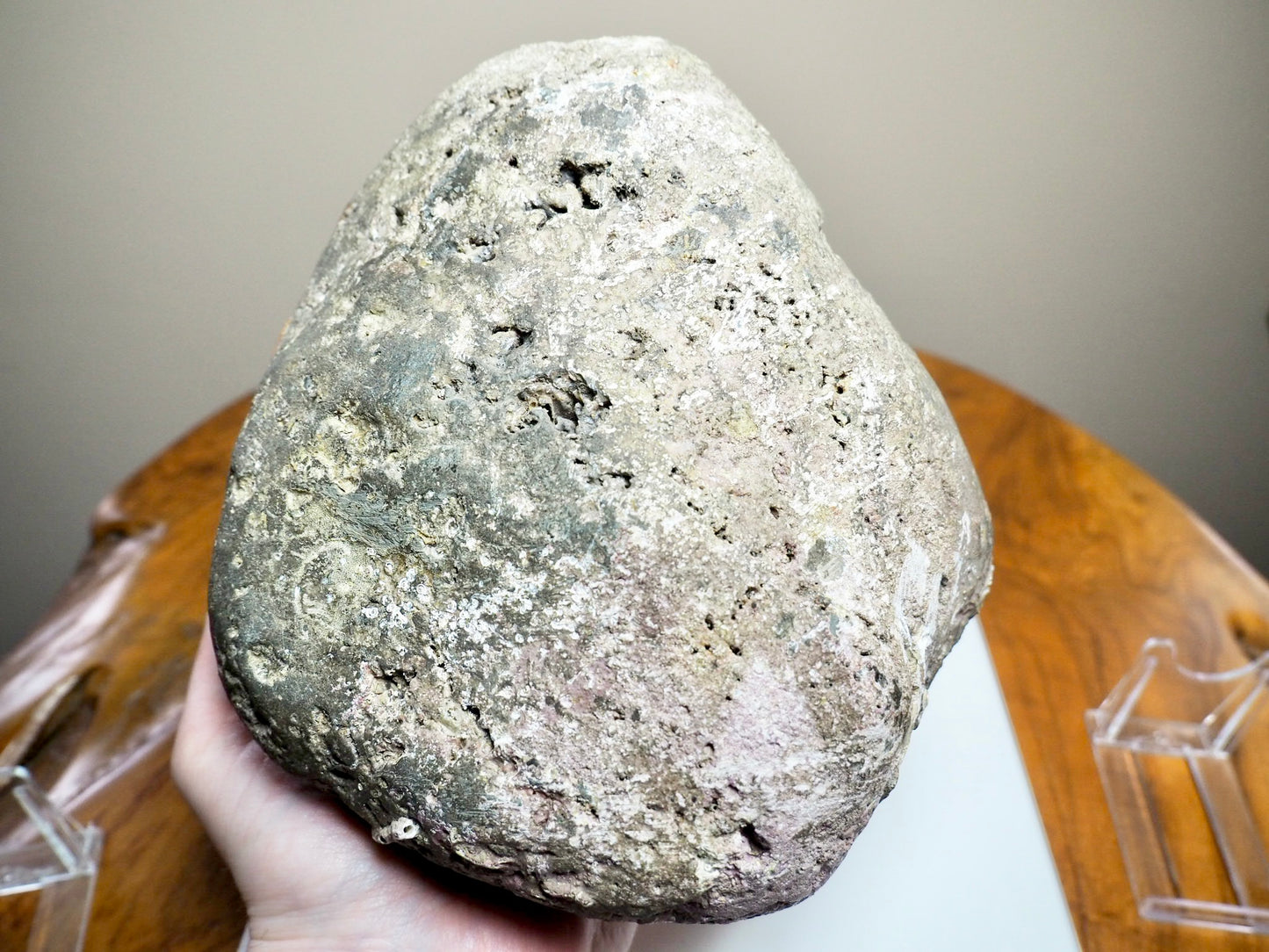 Large Hildoceras Ammonite Fossil – 6” Whitby Yorkshire Coast Jurassic