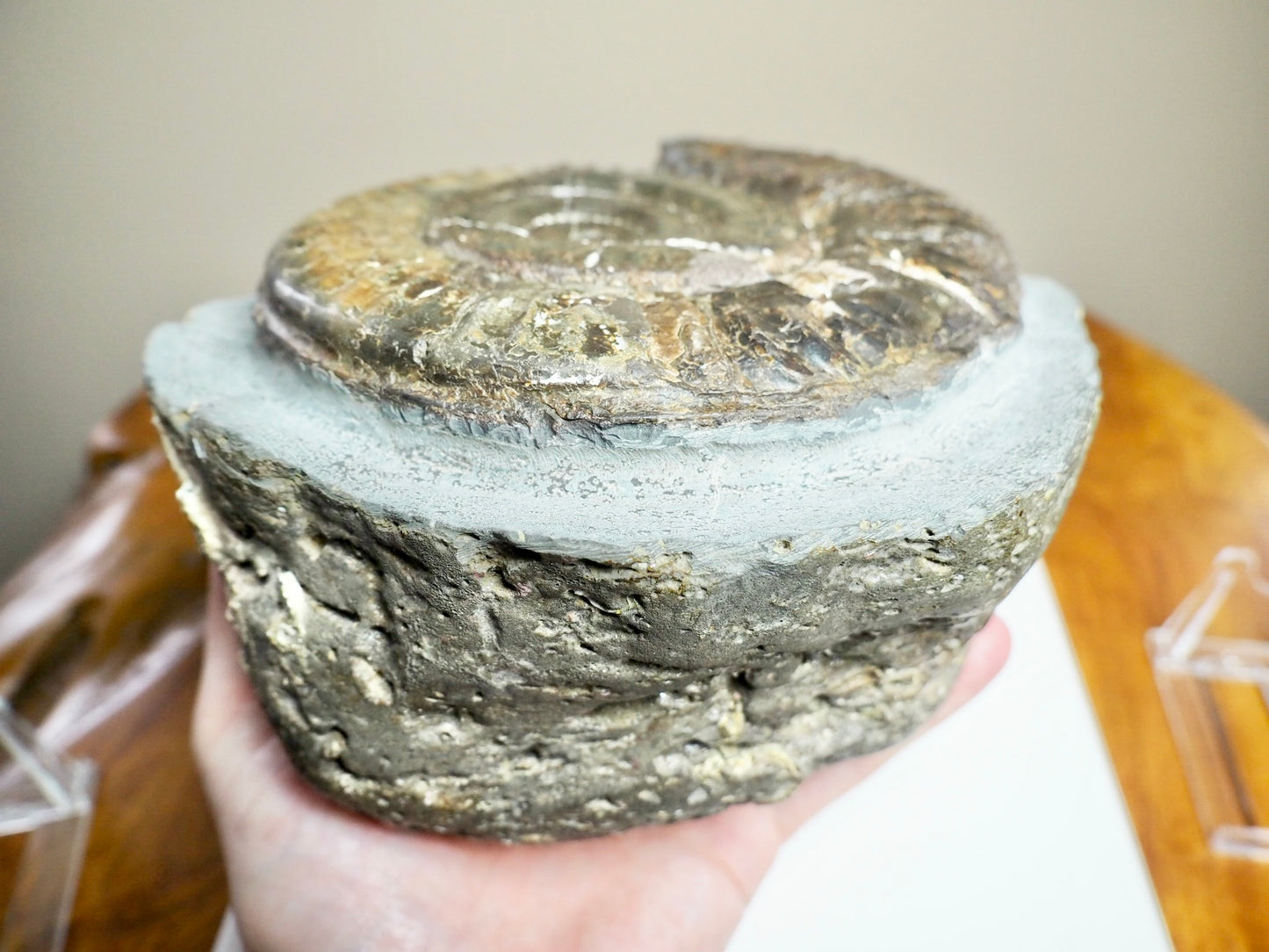 Large Hildoceras Ammonite Fossil – 6” Whitby Yorkshire Coast Jurassic