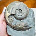 Stunning Harpoceras Ammonite with Dactylioceras gracile – Expertly Cleaned, Whitby Yorkshire Coast