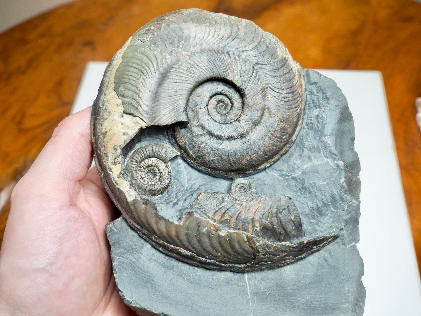 Stunning Harpoceras Ammonite with Dactylioceras gracile – Expertly Cleaned, Whitby Yorkshire Coast