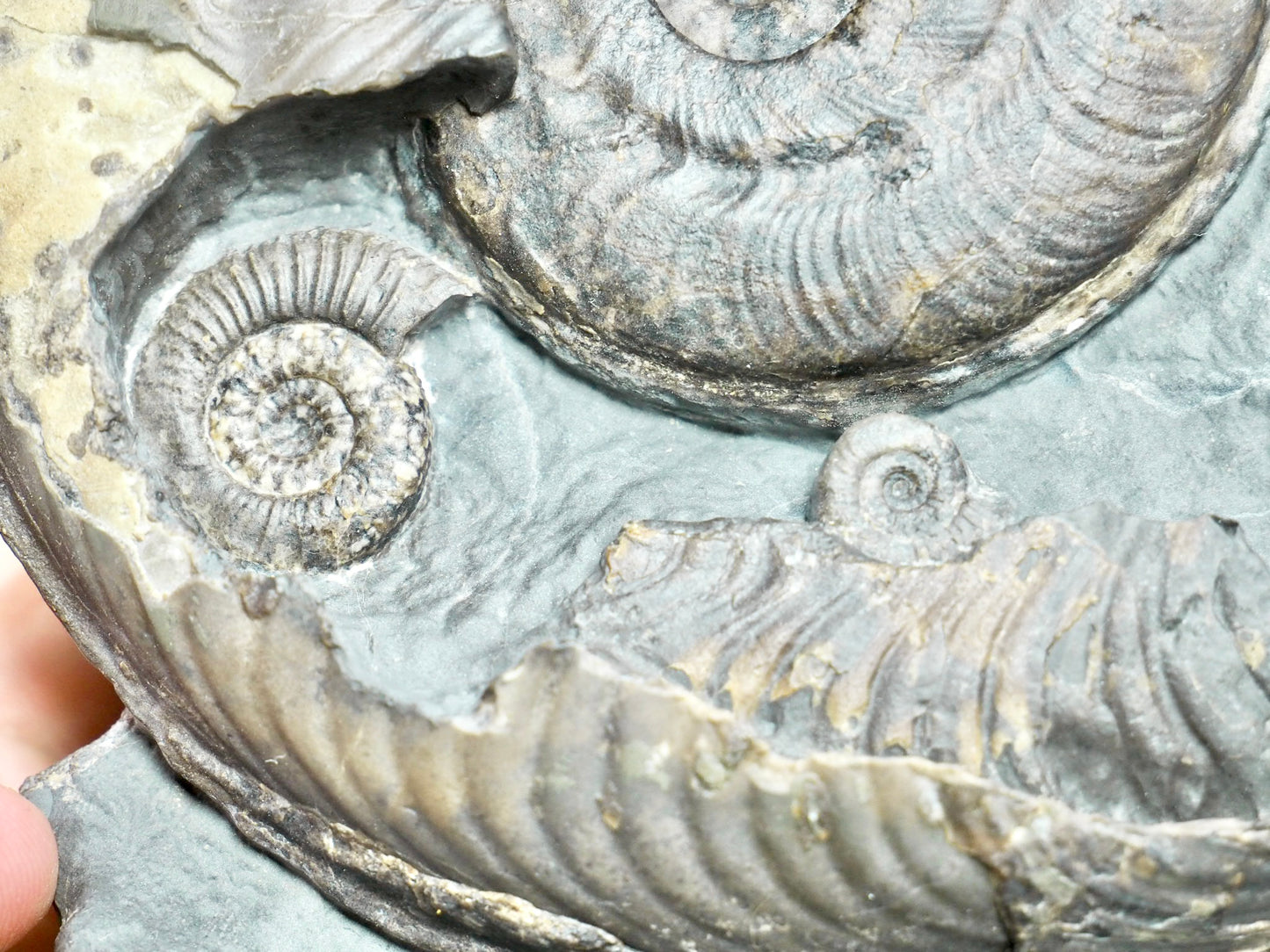 Stunning Harpoceras Ammonite with Dactylioceras gracile – Expertly Cleaned, Whitby Yorkshire Coast