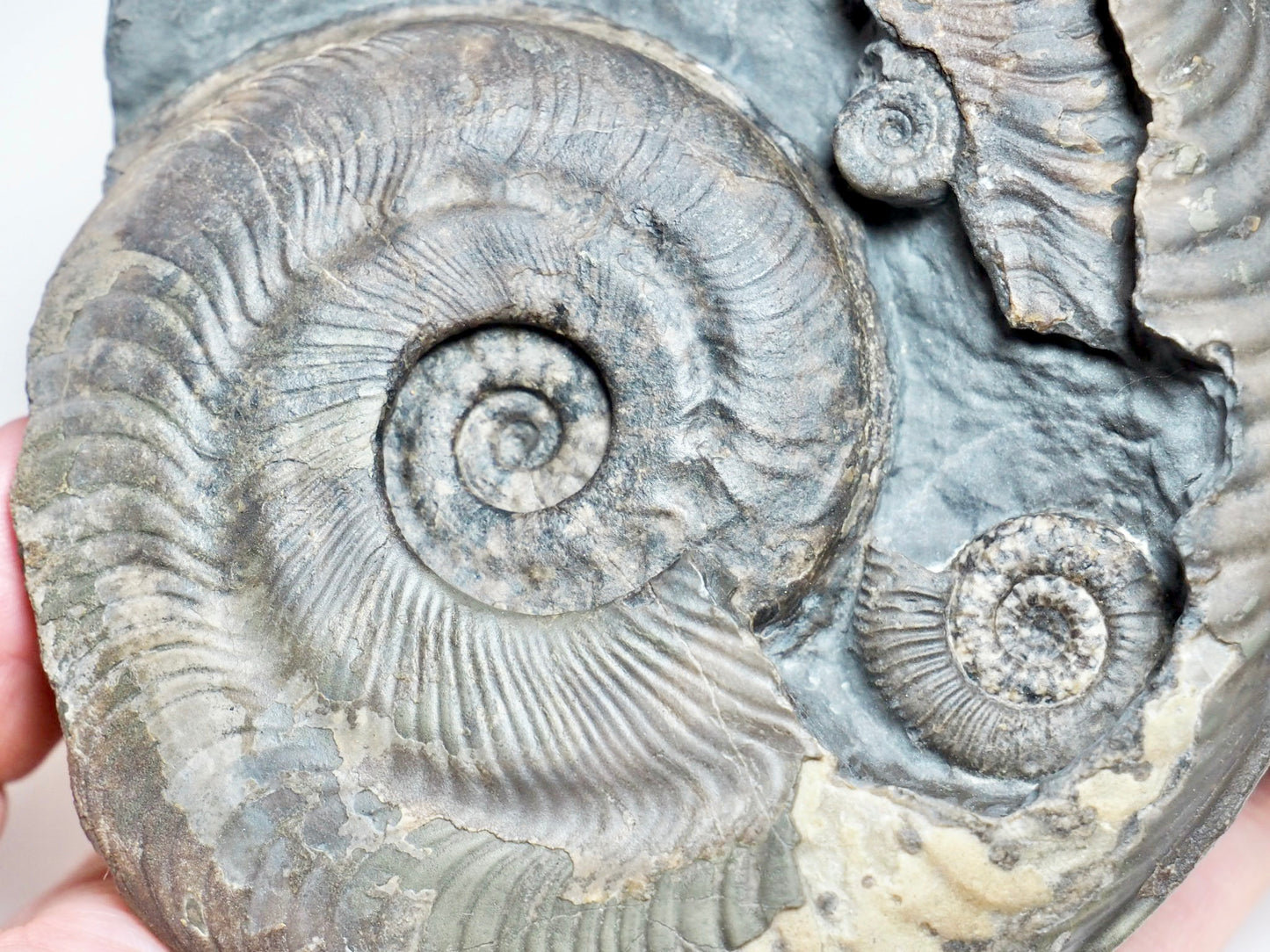 Stunning Harpoceras Ammonite with Dactylioceras gracile – Expertly Cleaned, Whitby Yorkshire Coast
