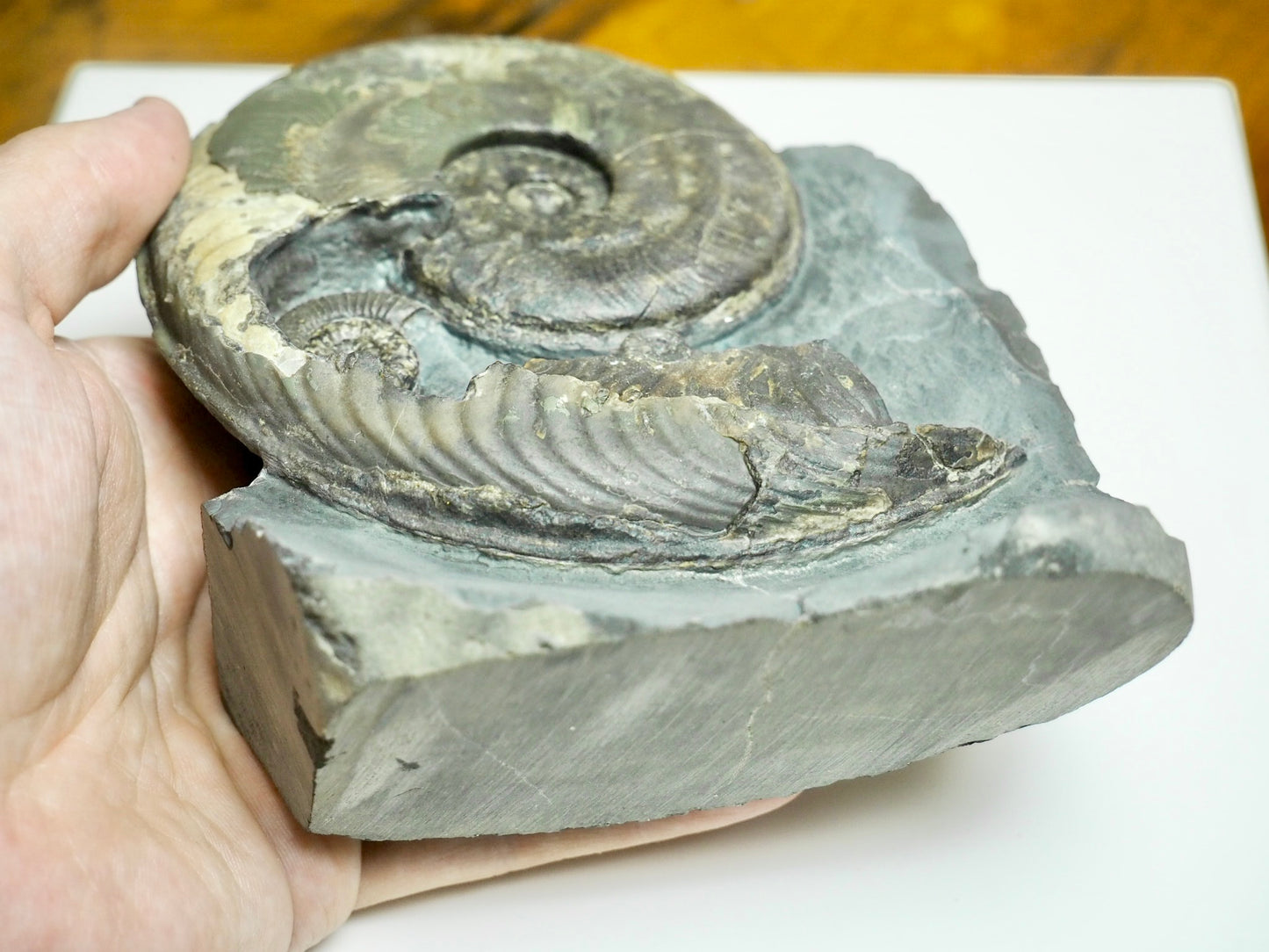 Stunning Harpoceras Ammonite with Dactylioceras gracile – Expertly Cleaned, Whitby Yorkshire Coast