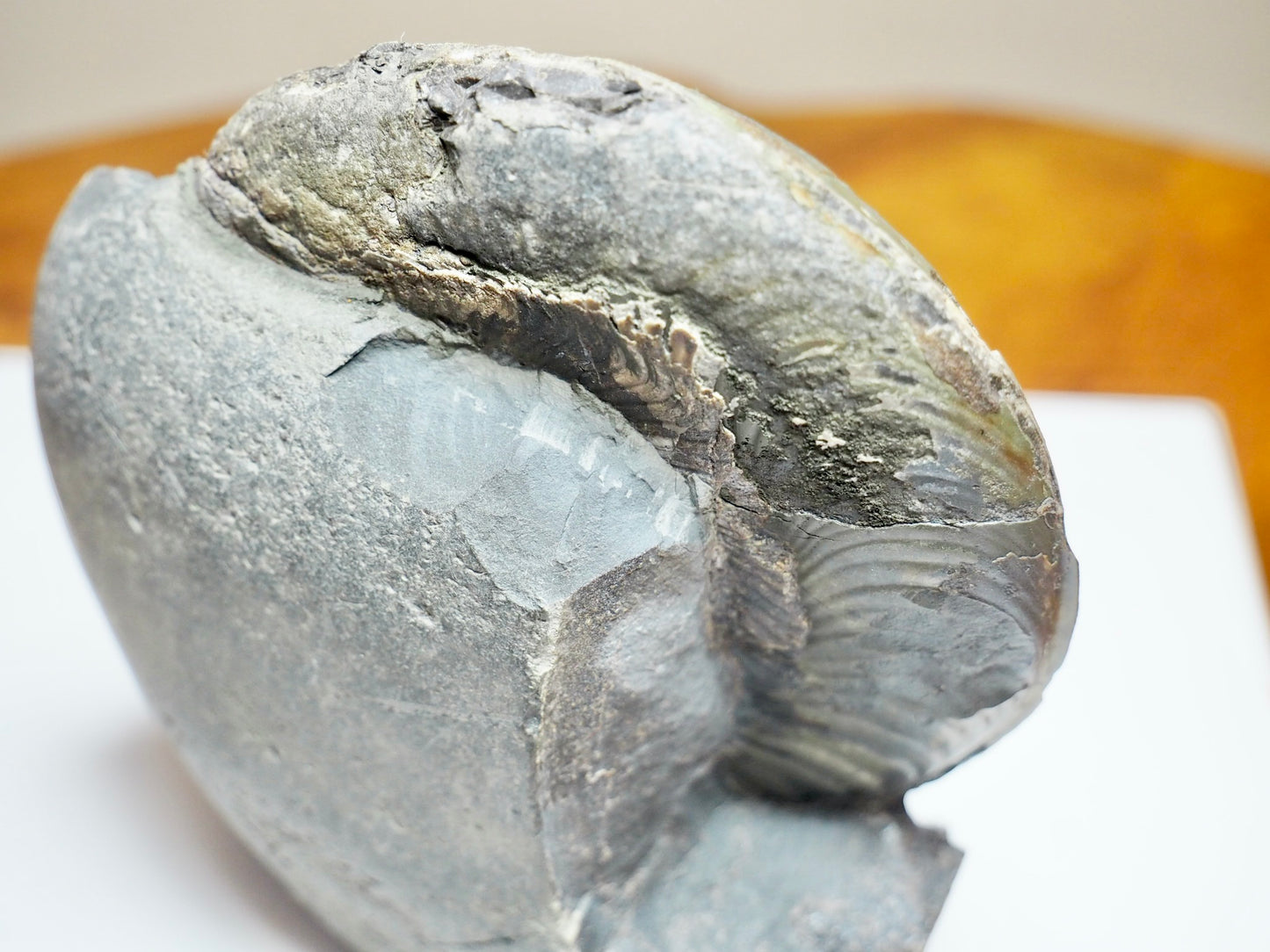Stunning Harpoceras Ammonite with Dactylioceras gracile – Expertly Cleaned, Whitby Yorkshire Coast
