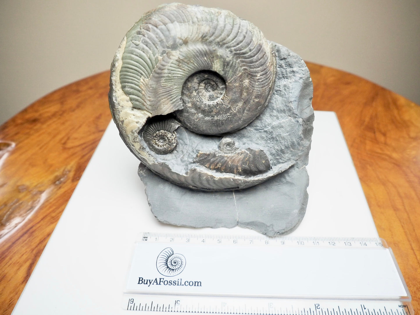 Stunning Harpoceras Ammonite with Dactylioceras gracile – Expertly Cleaned, Whitby Yorkshire Coast