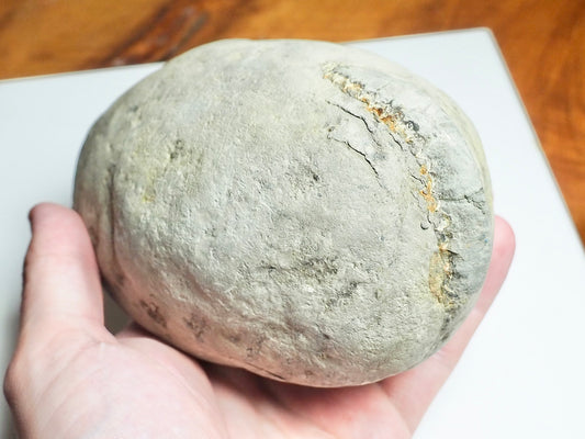 Whitby Ammonite Nodule – Unprepared Jurassic Fossil – Yorkshire Coast