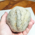 Whitby Ammonite Nodule – Unprepared Jurassic Fossil – Yorkshire Coast