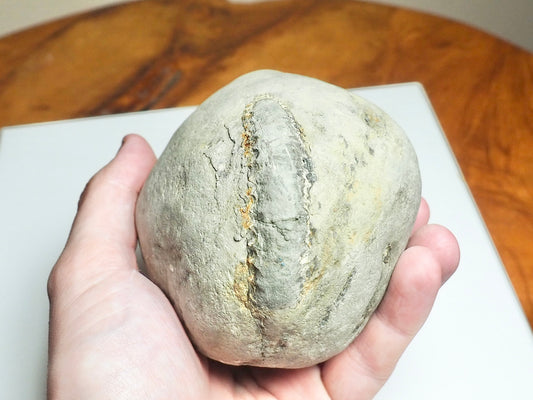 Whitby Ammonite Nodule – Unprepared Jurassic Fossil – Yorkshire Coast