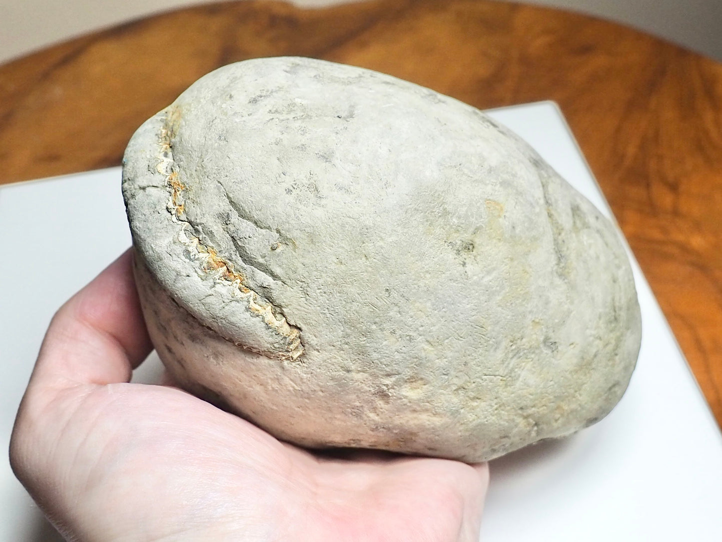 Whitby Ammonite Nodule – Unprepared Jurassic Fossil – Yorkshire Coast