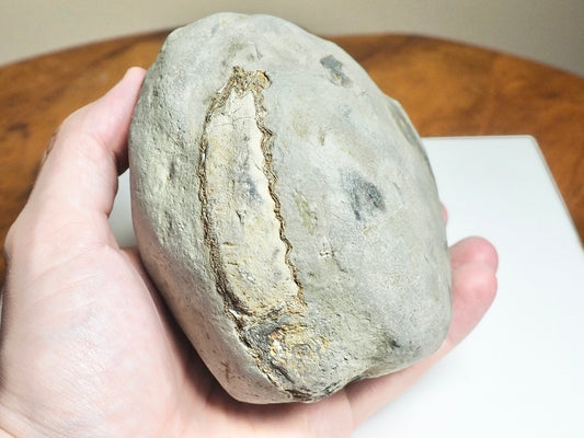Whitby Ammonite Nodule – Unprepared Jurassic Fossil – Yorkshire Coast