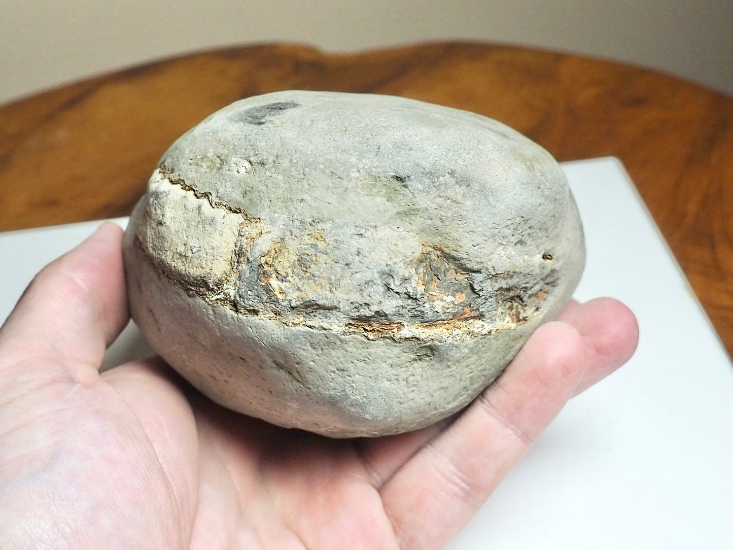 Whitby Ammonite Nodule – Unprepared Jurassic Fossil – Yorkshire Coast