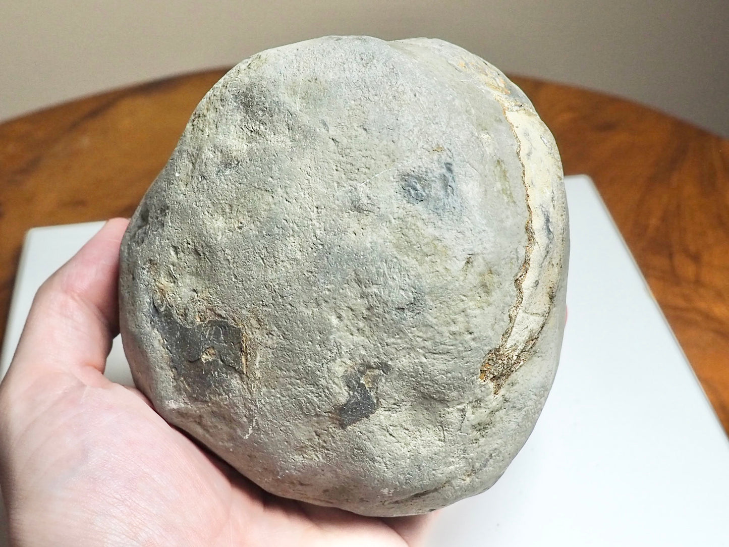 Whitby Ammonite Nodule – Unprepared Jurassic Fossil – Yorkshire Coast