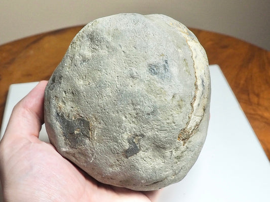 Whitby Ammonite Nodule – Unprepared Jurassic Fossil – Yorkshire Coast