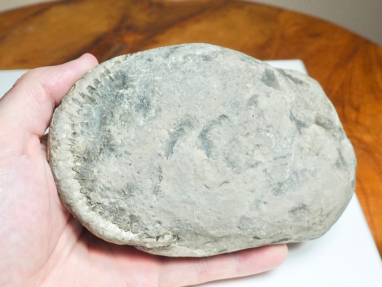 Whitby Ammonite Nodule – Unprepared Jurassic Fossil – Yorkshire Coast