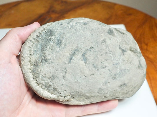 Whitby Ammonite Nodule – Unprepared Jurassic Fossil – Yorkshire Coast