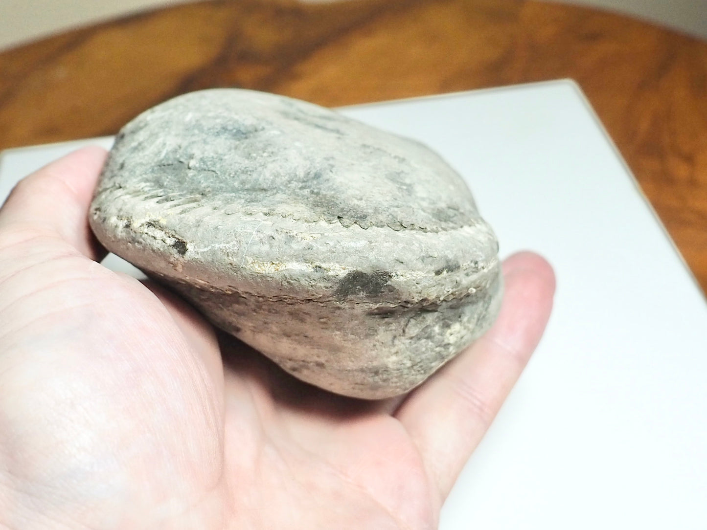 Whitby Ammonite Nodule – Unprepared Jurassic Fossil – Yorkshire Coast