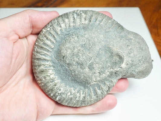Whitby Ammonite Nodule – Unprepared Jurassic Fossil – Yorkshire Coast