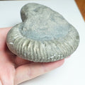 Whitby Ammonite Nodule – Unprepared Jurassic Fossil – Yorkshire Coast
