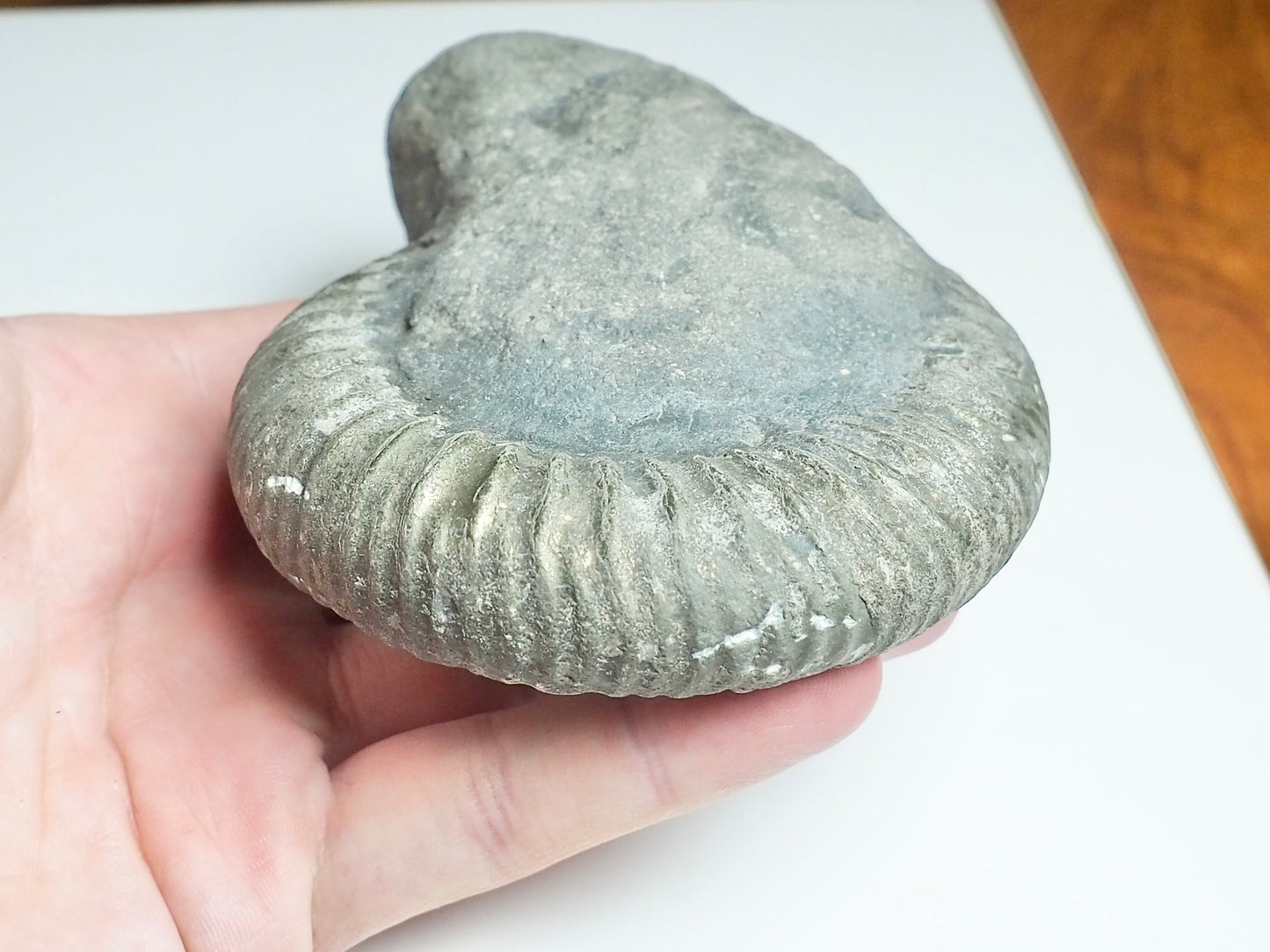 Whitby Ammonite Nodule – Unprepared Jurassic Fossil – Yorkshire Coast