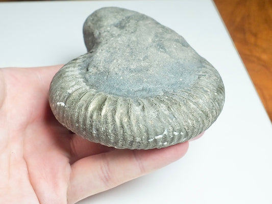 Whitby Ammonite Nodule – Unprepared Jurassic Fossil – Yorkshire Coast