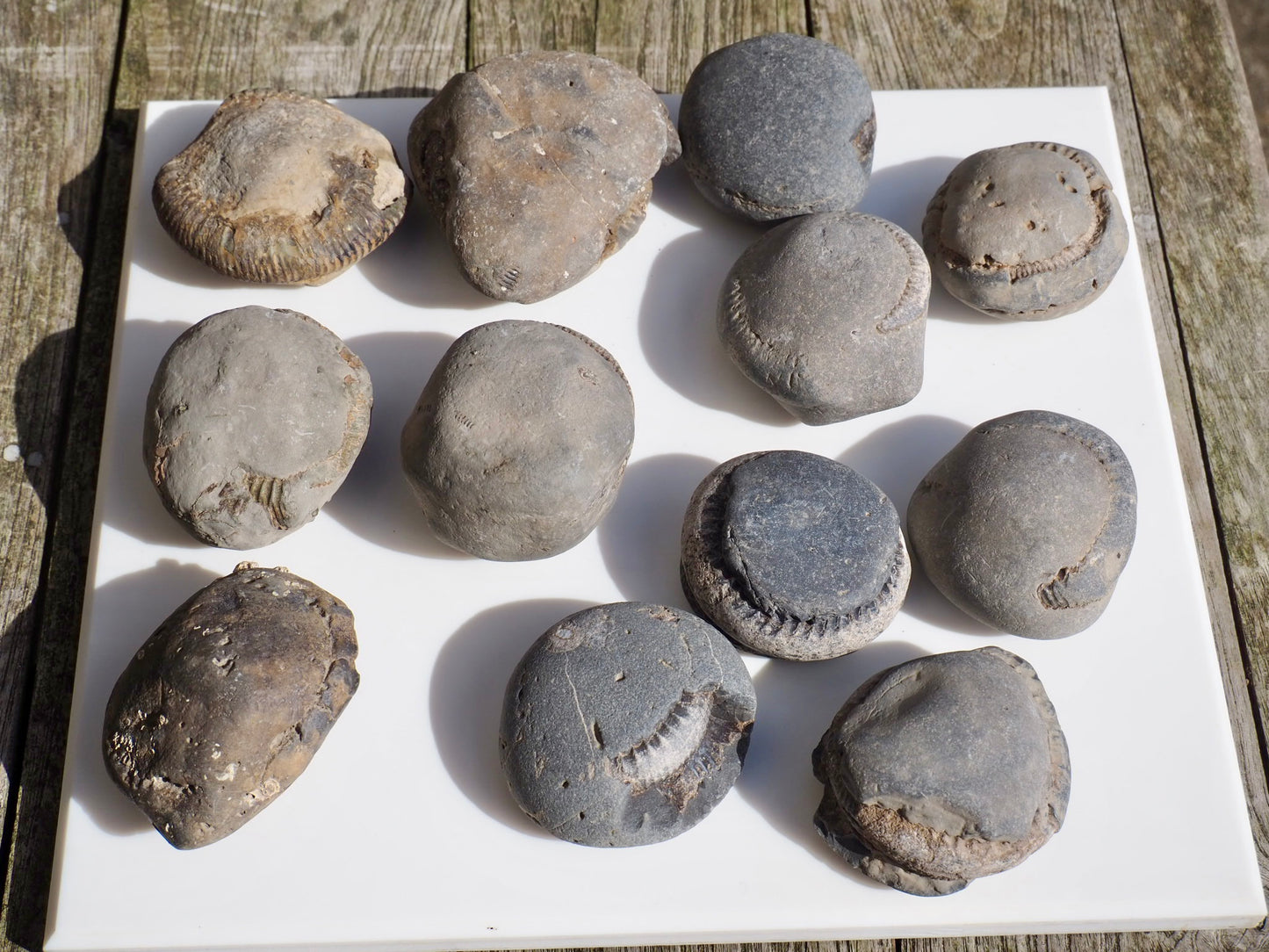 12x Small Ammonite Nodules – Yorkshire Coast Fossils | Crack Your Own | Prep Practice Kit