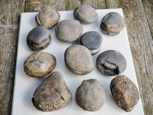 12x Small Ammonite Nodules – Yorkshire Coast Fossils | Crack Your Own | Prep Practice Kit