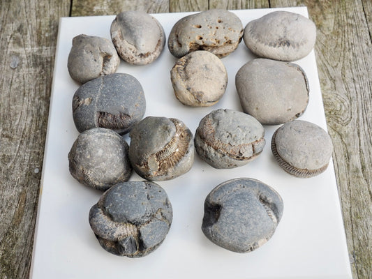 12x Small Ammonite Nodules – Yorkshire Coast Fossils | Crack Your Own | Prep Practice Kit