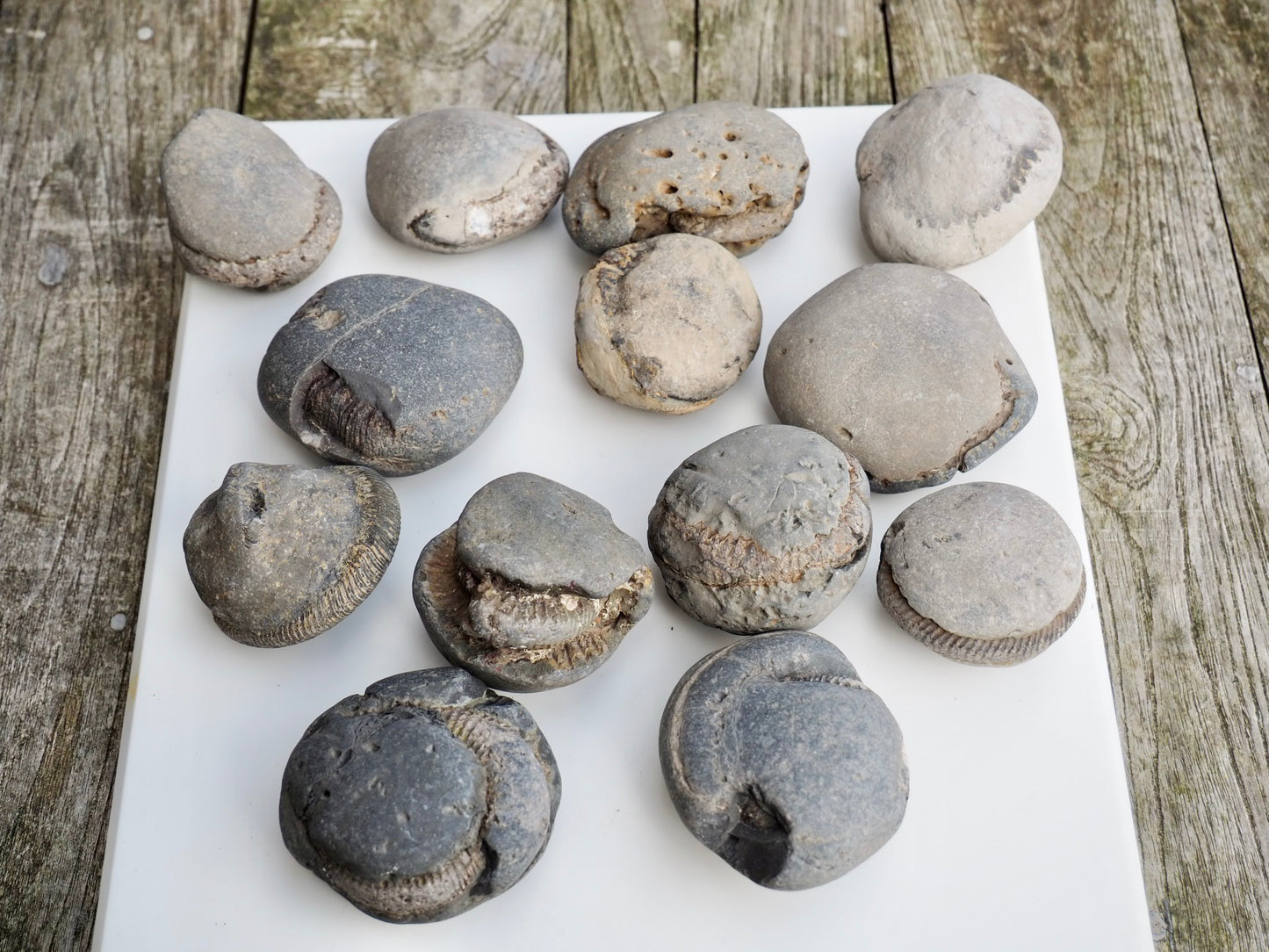 12x Small Ammonite Nodules – Yorkshire Coast Fossils | Crack Your Own | Prep Practice Kit