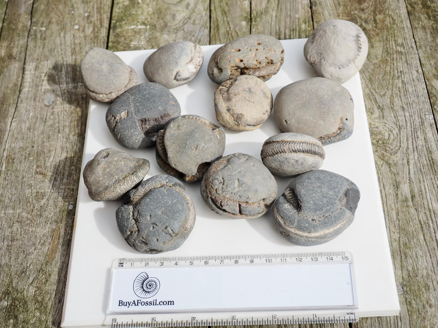 12x Small Ammonite Nodules – Yorkshire Coast Fossils | Crack Your Own | Prep Practice Kit