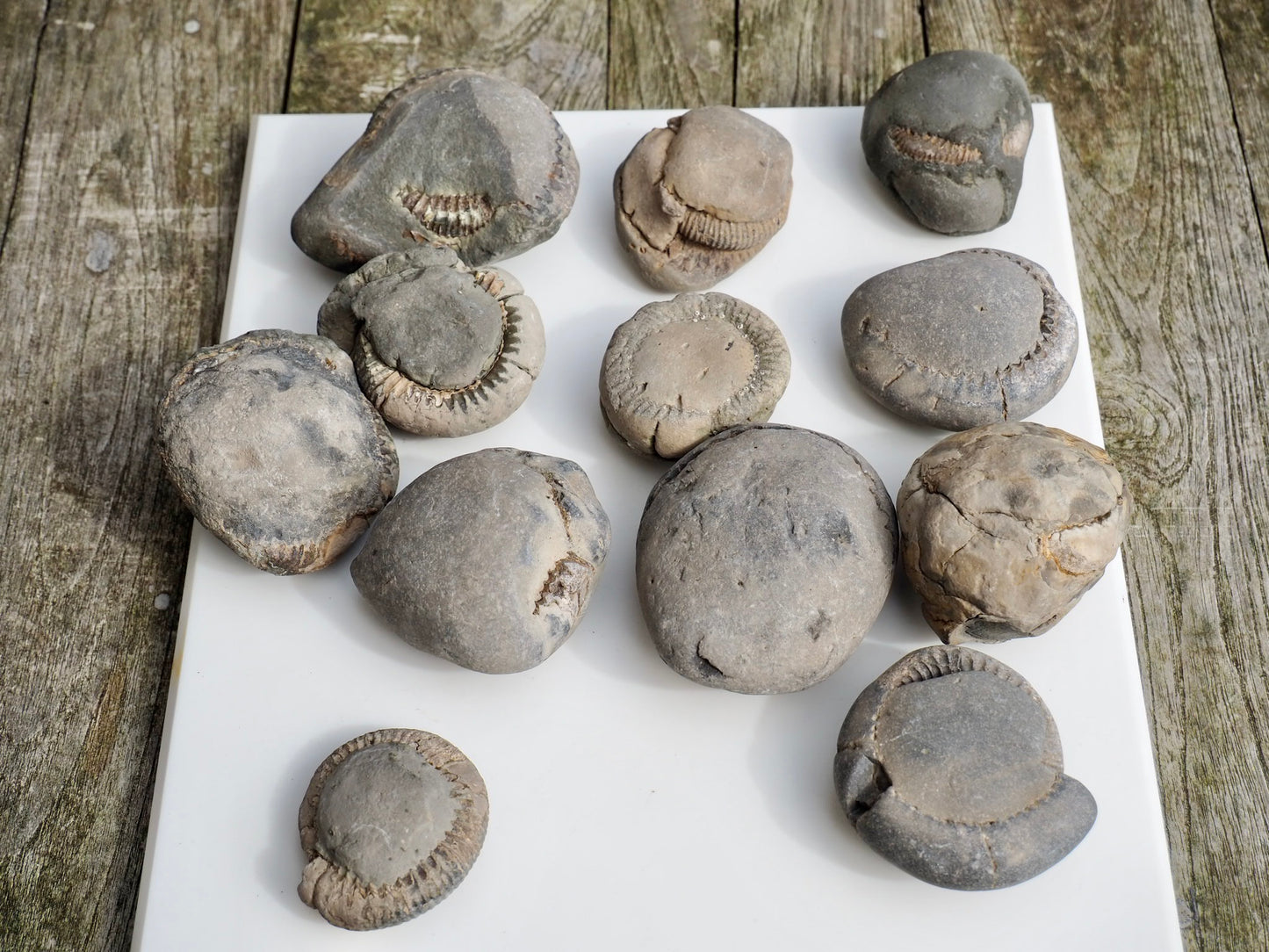 12x Small Ammonite Nodules – Yorkshire Coast Fossils | Crack Your Own | Prep Practice Kit