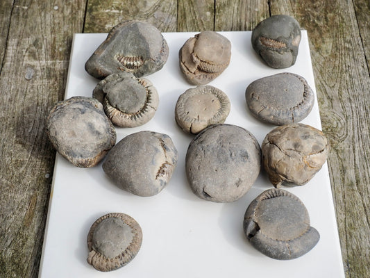 12x Small Ammonite Nodules – Yorkshire Coast Fossils | Crack Your Own | Prep Practice Kit